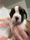 Boxer Puppies for sale in Pueblo West, Colorado. price: $1,500