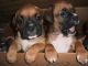 Boxer Puppies for sale in Saginaw, MI, USA. price: NA
