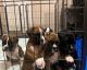 Boxer Puppies for sale in Stokes, North Carolina. price: $1,200