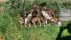 Boxer Puppies for sale in Oakland, Oregon. price: $750
