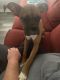 Boxer Puppies for sale in Brandon, Mississippi. price: $150