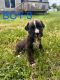 Boxer Puppies for sale in Bryant, AL 35958, USA. price: $800