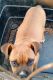 Boxer Puppies for sale in Marlow, OK 73055, USA. price: NA