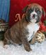 Boxer Puppies for sale in Absecon, NJ 08201, USA. price: NA