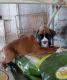 Boxer Puppies for sale in Raleigh, NC, USA. price: $400