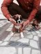 Boxer Puppies for sale in Ludhiana, Punjab 141001, India. price: 6000 INR