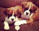Boxer Puppies for sale in Waterbury, CT, USA. price: NA