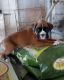 Boxer Puppies for sale in Hollywood, FL, USA. price: $400