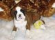 Boxer Puppies for sale in Claymont, DE 19703, USA. price: NA
