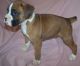 Boxer Puppies for sale in Henderson, NV, USA. price: NA