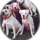 Boxer Puppies for sale in South Bend, IN, USA. price: $400