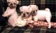 Boxer Puppies for sale in Lincoln, NE, USA. price: $400