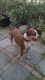 Boxer Puppies for sale in Ocoee, FL, USA. price: NA