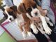 Boxer Puppies for sale in Cambridge, MA, USA. price: NA
