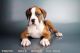 Boxer Puppies for sale in Chula Vista, CA, USA. price: NA