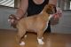 Boxer Puppies for sale in Little Rock, AR, USA. price: NA