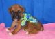 Boxer Puppies for sale in Barron, WI 54812, USA. price: NA