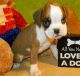 Boxer Puppies for sale in Beattie, KS 66406, USA. price: $400