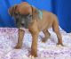 Boxer Puppies for sale in Cartersburg, IN 46168, USA. price: NA