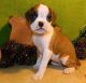 Boxer Puppies for sale in Brownfield, ME, USA. price: NA