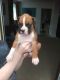 Boxer Puppies for sale in Berkeley, CA, USA. price: NA
