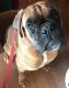 Boxer Puppies for sale in Lily, KY 40740, USA. price: NA