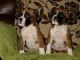 Boxer Puppies for sale in Little Rock, AR, USA. price: NA