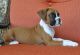 Boxer Puppies for sale in New Haven, CT, USA. price: NA
