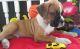 Boxer Puppies for sale in Arlington, VA, USA. price: NA