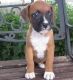 Boxer Puppies for sale in Powder River, WY, USA. price: NA