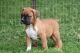 Boxer Puppies for sale in Kearneysville, WV 25430, USA. price: NA