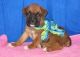 Boxer Puppies for sale in Bennington, OK 74723, USA. price: $400