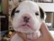 Boxer Puppies for sale in Springfield, MA, USA. price: NA
