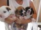 Boxer Puppies for sale in Arcadia, IN 46030, USA. price: NA