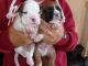 Boxer Puppies for sale in N Arabian Ln, Palmer, AK 99645, USA. price: $250
