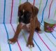 Boxer Puppies for sale in Enterprise, LA 71340, USA. price: $500