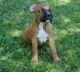 Boxer Puppies for sale in Chester, VA, USA. price: NA