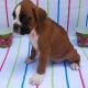 Boxer Puppies for sale in Dorchester, Boston, MA, USA. price: NA