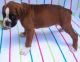 Boxer Puppies for sale in Cunningham, KS 67035, USA. price: $500