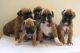 Boxer Puppies for sale in Akutan, AK, USA. price: NA