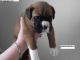 Boxer Puppies for sale in Carrollton, TX, USA. price: NA