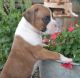 Boxer Puppies for sale in Gilbert, AZ, USA. price: NA