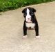 Boxer Puppies for sale in Kennebunkport, ME 04046, USA. price: NA