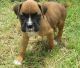 Boxer Puppies for sale in Baltimore, MD, USA. price: NA