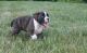 Boxer Puppies for sale in Warren, MI, USA. price: NA