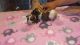Boxer Puppies for sale in Carrolltown, PA, USA. price: NA