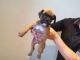 Boxer Puppies for sale in Alabaster, AL, USA. price: NA