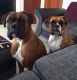 Boxer Puppies for sale in Arlington, AL, USA. price: NA