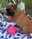 Boxer Puppies for sale in Accoville, WV, USA. price: $500