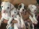 Boxer Puppies for sale in California, USA. price: NA